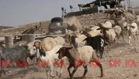 সিরিয়া থেকে ছাগল চুরি করল ইসরায়েলি সেনারা