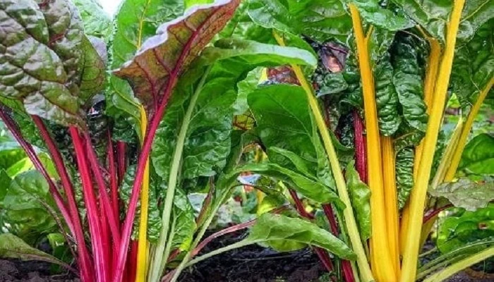 সুস্থ জীবনের জন্য পাতাযুক্ত শাকসবজি