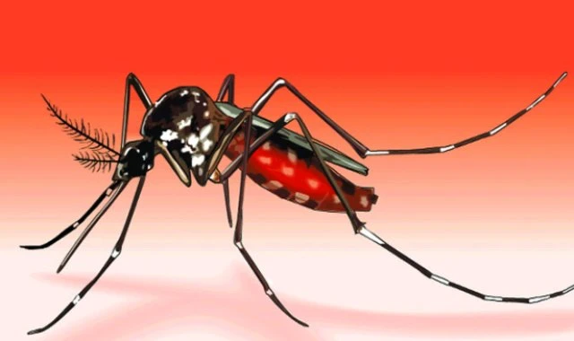 মশা তাড়াতে রসুনই গোপন অস্ত্র, গবেষণা
