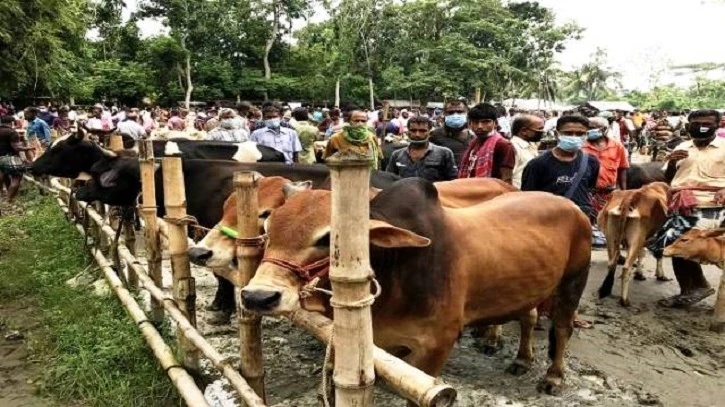 জমে উঠেছে পশুর হাট