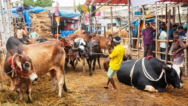 ঈদযাত্রা আর গরুর হাটে বৃষ্টির হানা, চরম ভোগান্তি