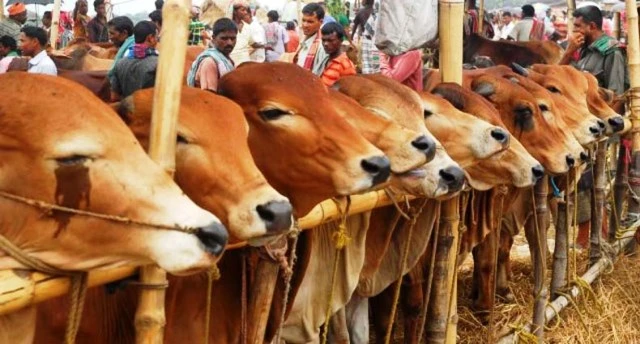 সুস্থ গরু চেনার উপায়