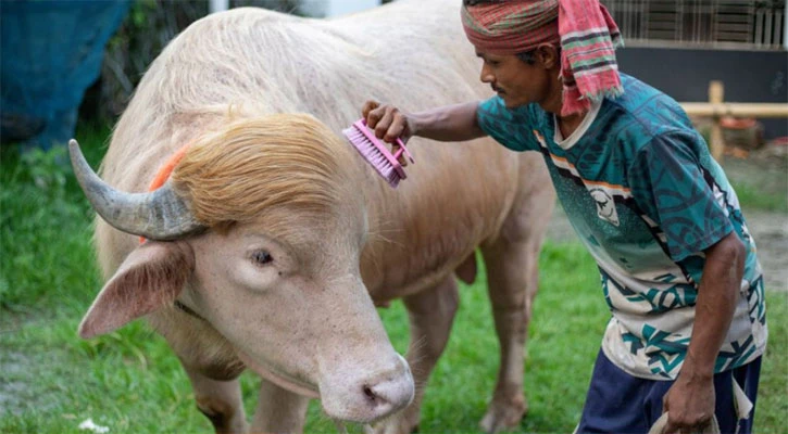 শেষ পর্যন্ত কোরবানি হচ্ছে না ‘ডোনাল্ড ট্রাম্প’