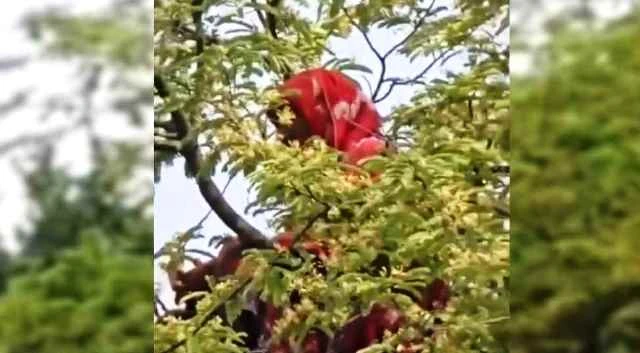 আবারও তেঁতুল গাছের মগডালে সেই নারী
