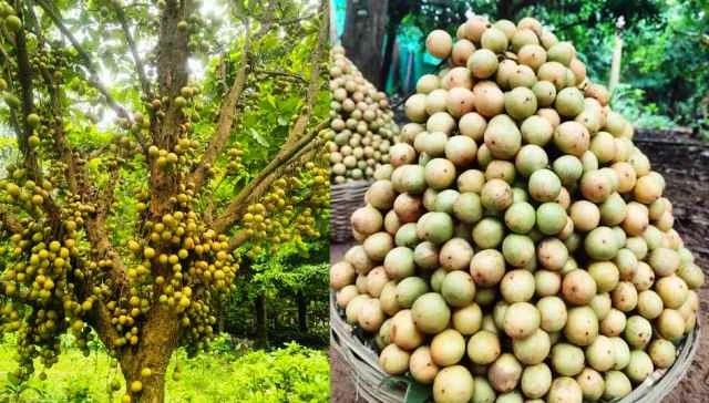 লটকনের যত স্বাস্থ্য উপকারিতা