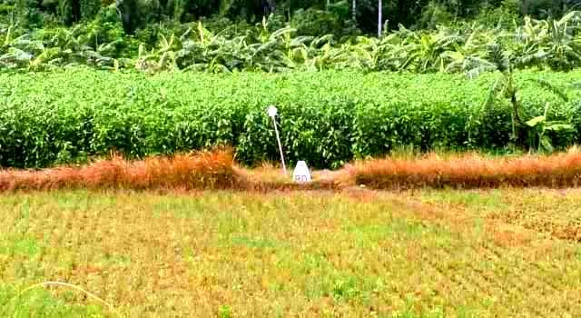 সীমান্তে ১১ জনকে পুশ ইনের চেষ্টা রুখে দিয়েছে বিজিবি