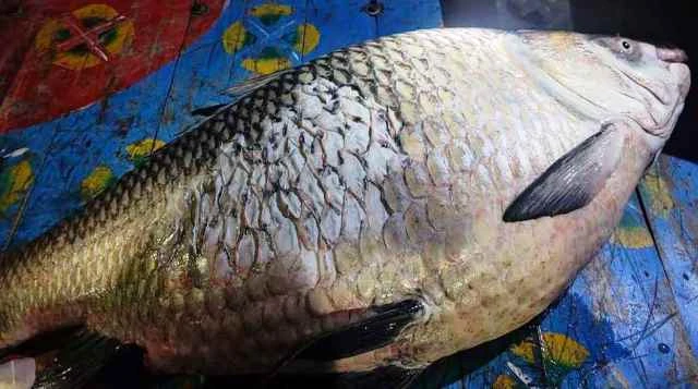 পদ্মা নদীতে ধরা পড়ল এক মণ ওজনের কাতলা