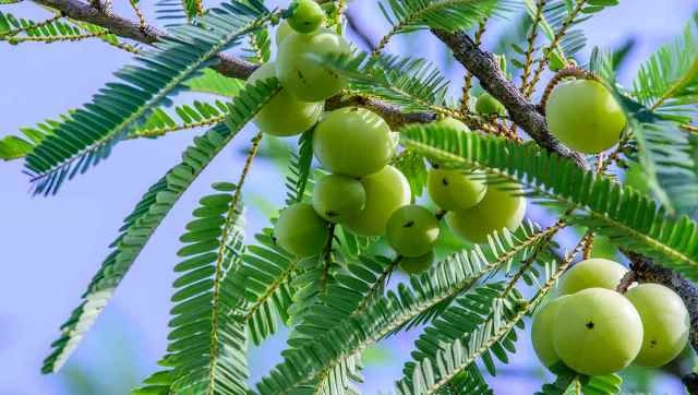 ডায়াবেটিস নিয়ন্ত্রণসহ আরও যেসব উপকার করে আমলকি