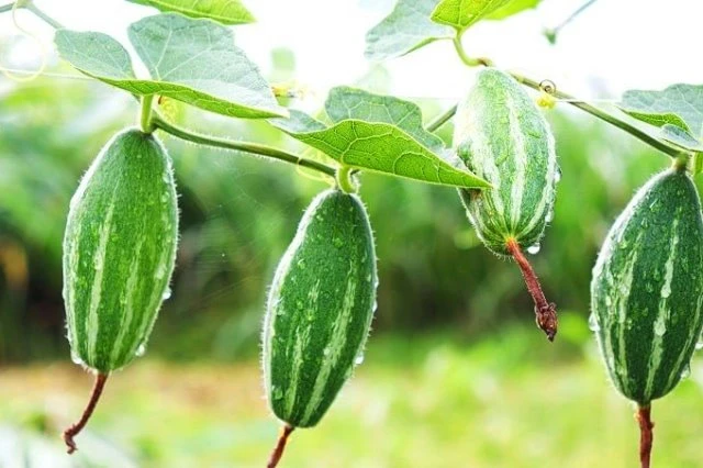 পুষ্টিগুণে ভরপুর পটল