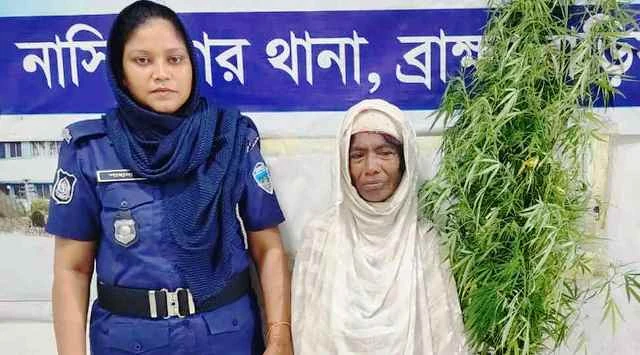 বিক্রির জন্য বাড়িতেই গাঁজা চাষ, গাছসহ নারী আটক