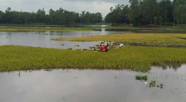 টানা বৃষ্টিতে তছনছ কৃষি-অর্থনীতি