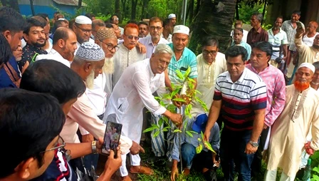 সেনবাগে জাফফাউন্ডেশনের উদ্যোগে বৃক্ষ রোপন
