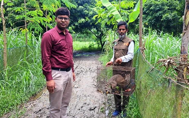 চাটমোহরে বিরল প্রজাতির গন্ধগোকুল উদ্ধারের পর অবমুক্ত করলেন ইউএনও