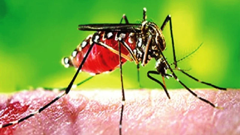 ডেঙ্গুতে আরও ৩ জনের মৃত্যু, হাসপাতালে ৪৫৮