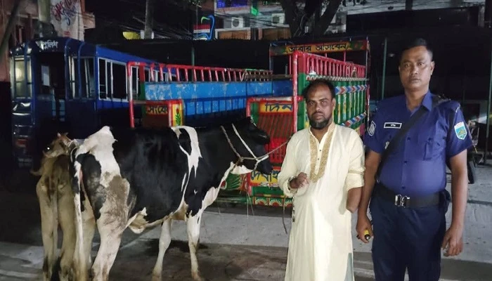 বাড়ির আন্ডারগ্রাউন্ডে চোরাই গরুর খামার, যুবদল কর্মী আটক