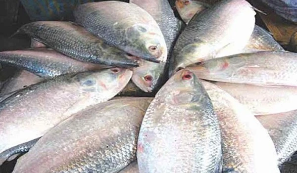 জালভর্তি ইলিশ তবু দাম চড়া