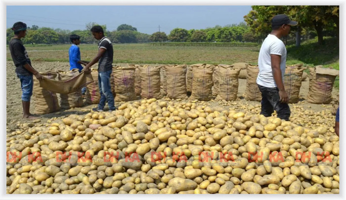 চড়ামূল্যে হাত বদলে বাড়ছে আলুর দাম, বিপাকে ভোক্তা